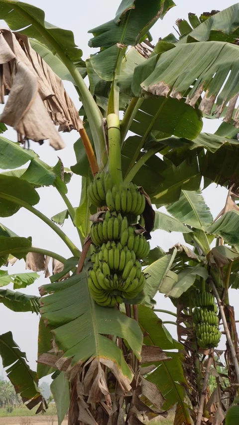Green Bananas Growing 库存影片 333903970