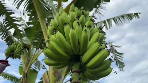 Green bananas growing on trees. Stock Footage 260716336
