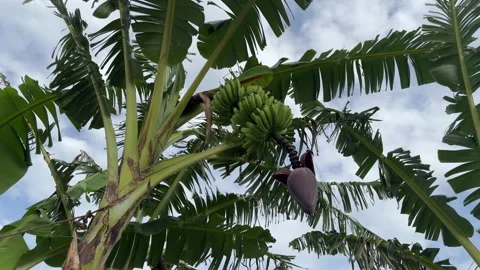 Green bananas growing on trees. Stock Footage 260716353