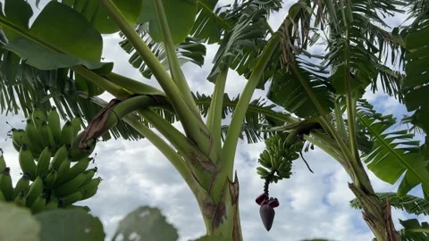 Green bananas growing on trees. Stock Footage 260716358