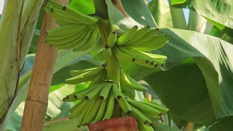 Green bananas growing on trees. Stock Footage 305981522