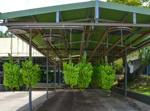 Green bananas hang on elevator chains. Banana Plantation in Martinique Stock Photos