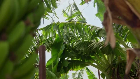 Green bananas hang from a tall plant Stock Footage 336971153