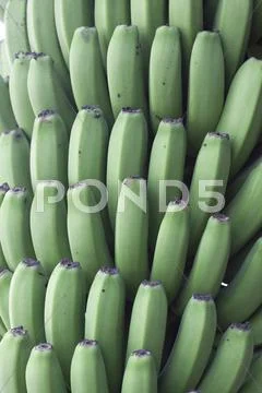 Green bananas Stock Photos