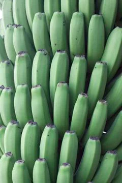 Green bananas Stock Photos