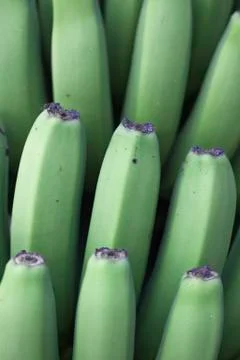Green bananas Stock-Fotos