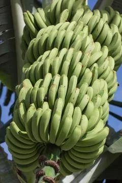 Green bananas Stock Photos