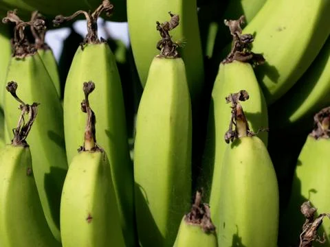 Green Bananas Stock Photos