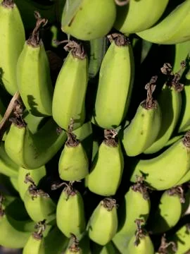 Green Bananas Stock Photos