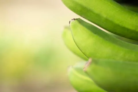Green Bananas Stock Photos
