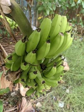 Green Bananas Stock Photos