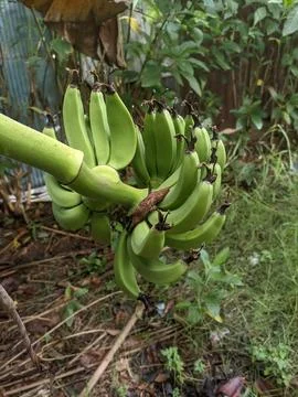 Green Bananas Stock Photos