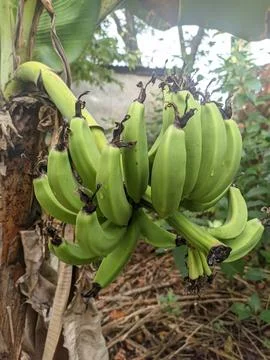 Green Bananas Stock Photos
