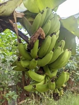 Green Bananas Stock Photos