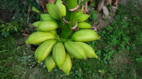 Green bananas Foto stock