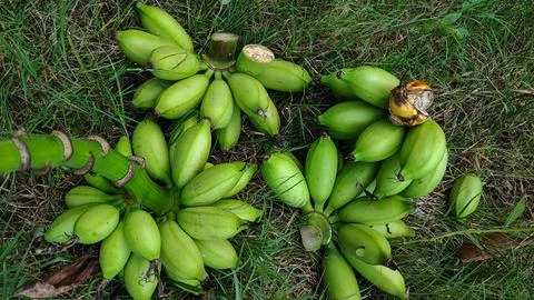 Green bananas Foto stock