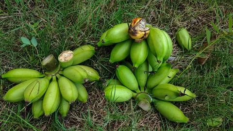 Green bananas Foto stock