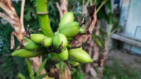 Green bananas Foto stock