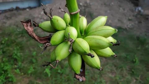 Green bananas Stock-Fotos