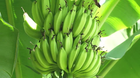 Green Bananas Plumping Up with Withered Pistils on Tree Stock-Footage 337325065