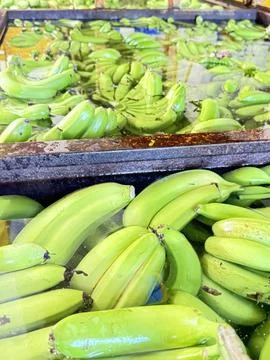 Green bananas soaking Stock-Fotos