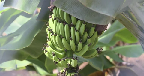 Green bananas on the tree, 4K Vídeo Stock 221275084