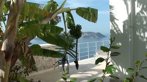 Green bananas on tree Stock Footage 20462407