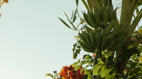 Green Bananas in tree Stock Footage 45482357
