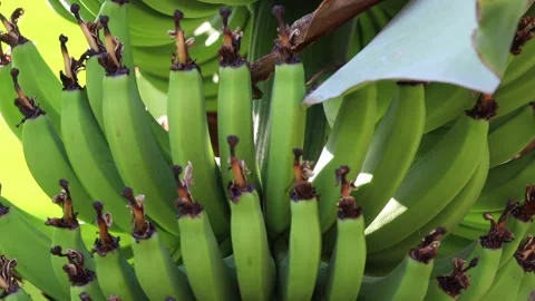 Green bananas on a tree Stock Footage 156890729