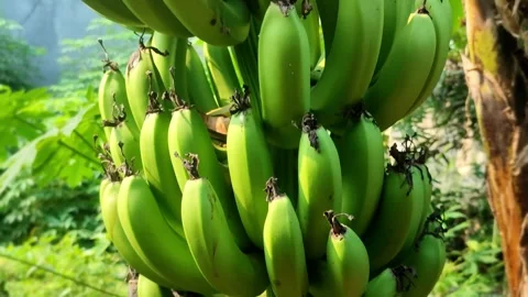 Green Bananas on Tree Video stock 313518307