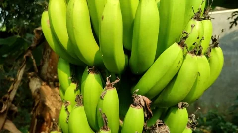 Green Bananas on Tree Video stock 313518311