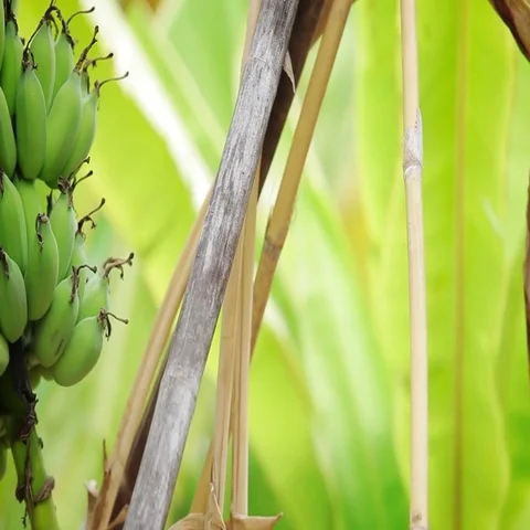 Green Bananas on the tree. Panning Left Stock-Footage 69422803
