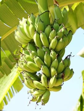 Green bananas on a tree Stock Photos