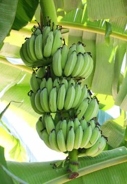 Green bananas on a tree Stock Photos