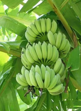 Green bananas on a tree Stock Photos