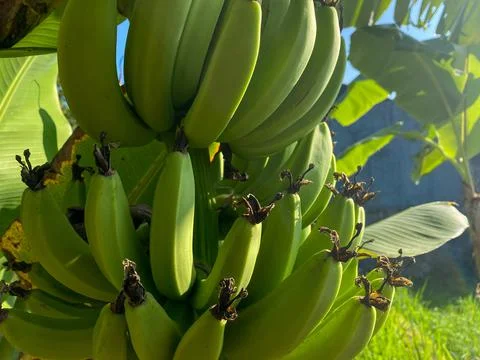 Green bananas on the tree Stock Photos