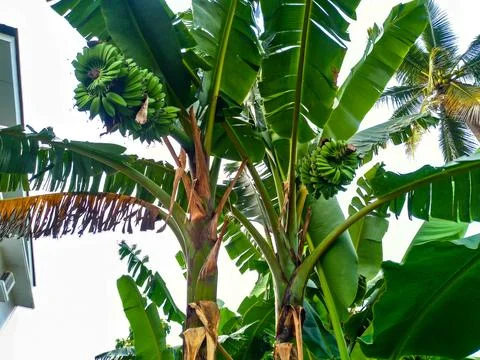 Green bananas on the tree. Stock Photos