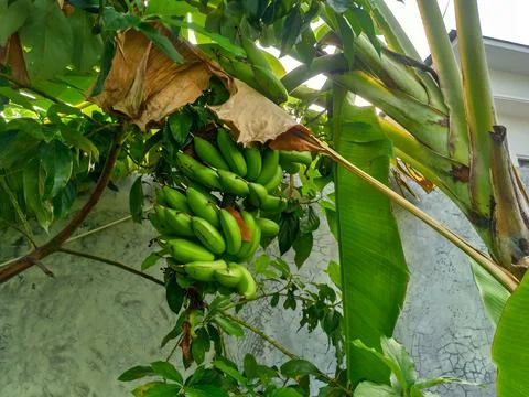 Green bananas on the tree. Stock Photos