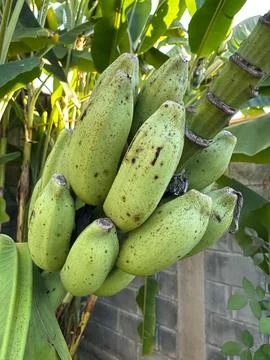 Green bananas on the tree Stock Photos
