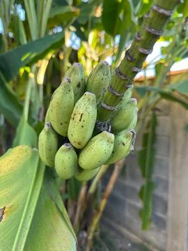 Green bananas on a tree Stock Photos