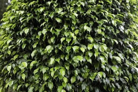 Green banyan leaf pattern. nature wallpaper. foliage. macro Stock Photos