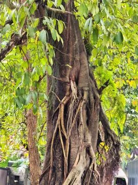Green banyan tree Foto stock
