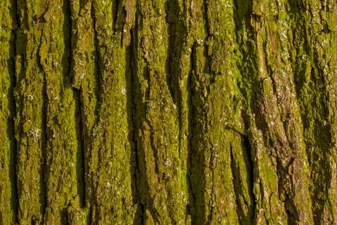 Green bark texture Stock Photos