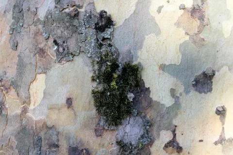 Green bark texture the tree trunk in vibrant green forest Stock Photos