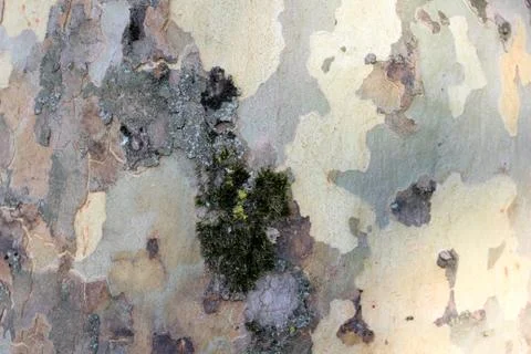 Green bark texture the tree trunk in vibrant green forest Stock Photos