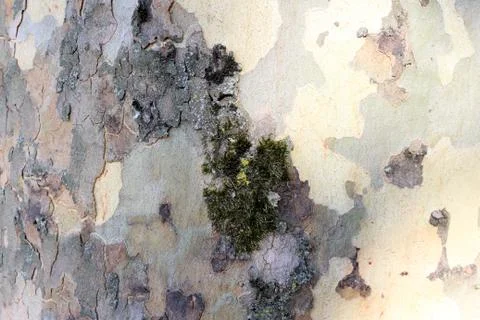 Green bark texture the tree trunk in vibrant green forest Stock Photos