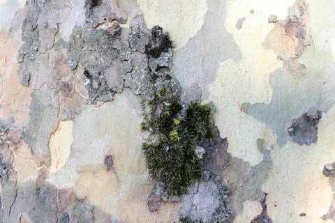 Green bark texture the tree trunk in vibrant green forest Stock Photos