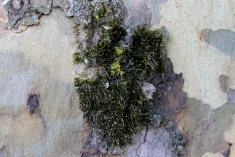 Green bark texture the tree trunk in vibrant green forest Stock Photos