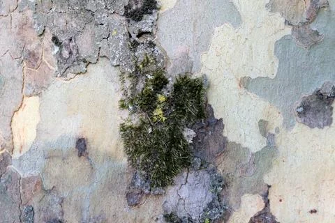 Green bark texture the tree trunk in vibrant green forest Stock Photos