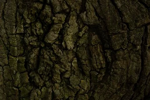 The green bark texture was shot in macro style Stock Photos